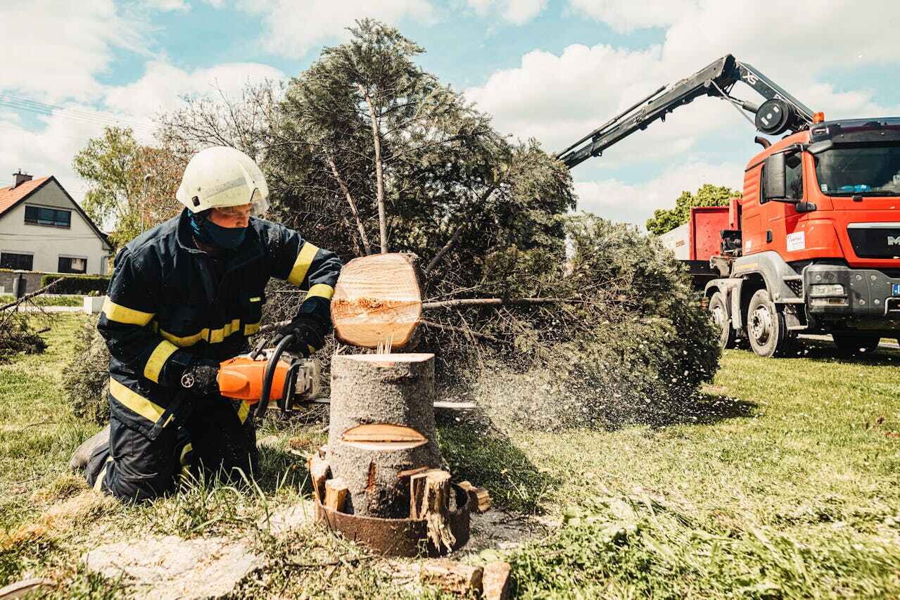 Best Tree Stump Removal  in USA